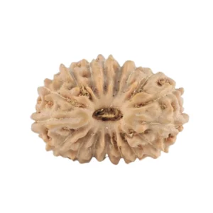 17 Mukhi Rudraksha 14.5mm 0.56gm - Rudraksha