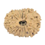 16 Mukhi Rudraksha 18.9mm 1.36gm - Rudraksha
