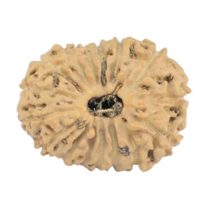 16 Mukhi Rudraksha 18.9mm 1.36gm - Rudraksha