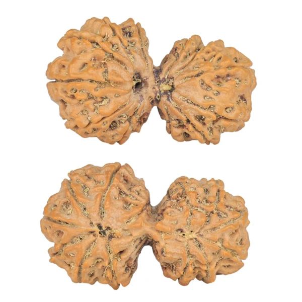 13 MK Gaurishankar 35.2mm 6.2gm - Rudraksha