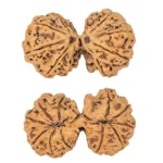 11 MK Gaurishankar 38.1mm 6.35gm - Rudraksha