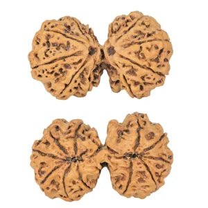 11 MK Gaurishankar 38.1mm 6.35gm - Rudraksha