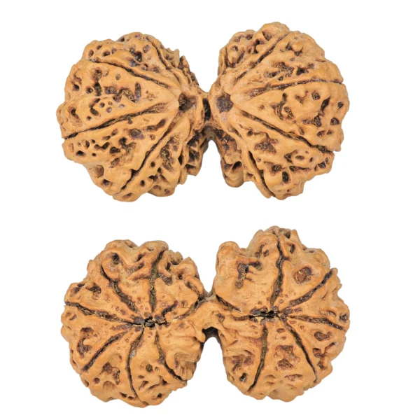 11 MK Gaurishankar 38.1mm 6.35gm - Rudraksha