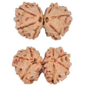 7 MK Gaurishankar 26.4mm 3.56gm - Rudraksha