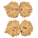 10 Mukhi G.S & Ganesh 30.5mm 3.08gm - Rudraksha