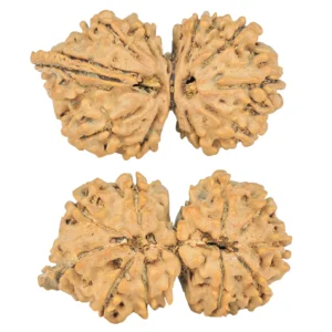 10 Mukhi G.S & Ganesh 30.5mm 3.08gm - Rudraksha