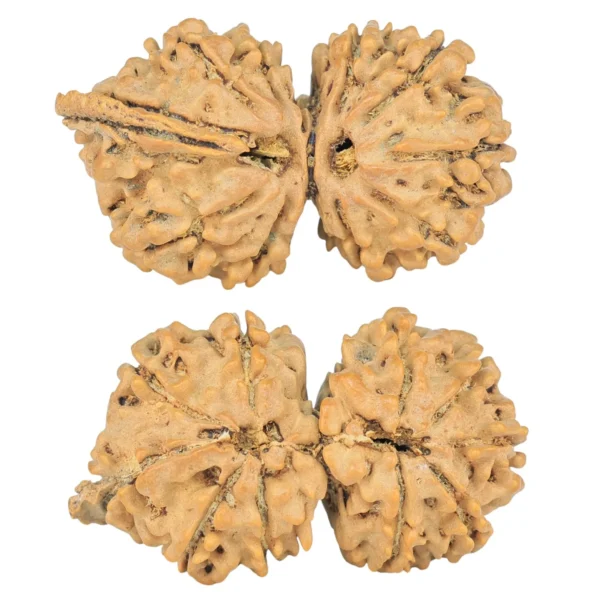 10 Mukhi G.S & Ganesh 30.5mm 3.08gm - Rudraksha