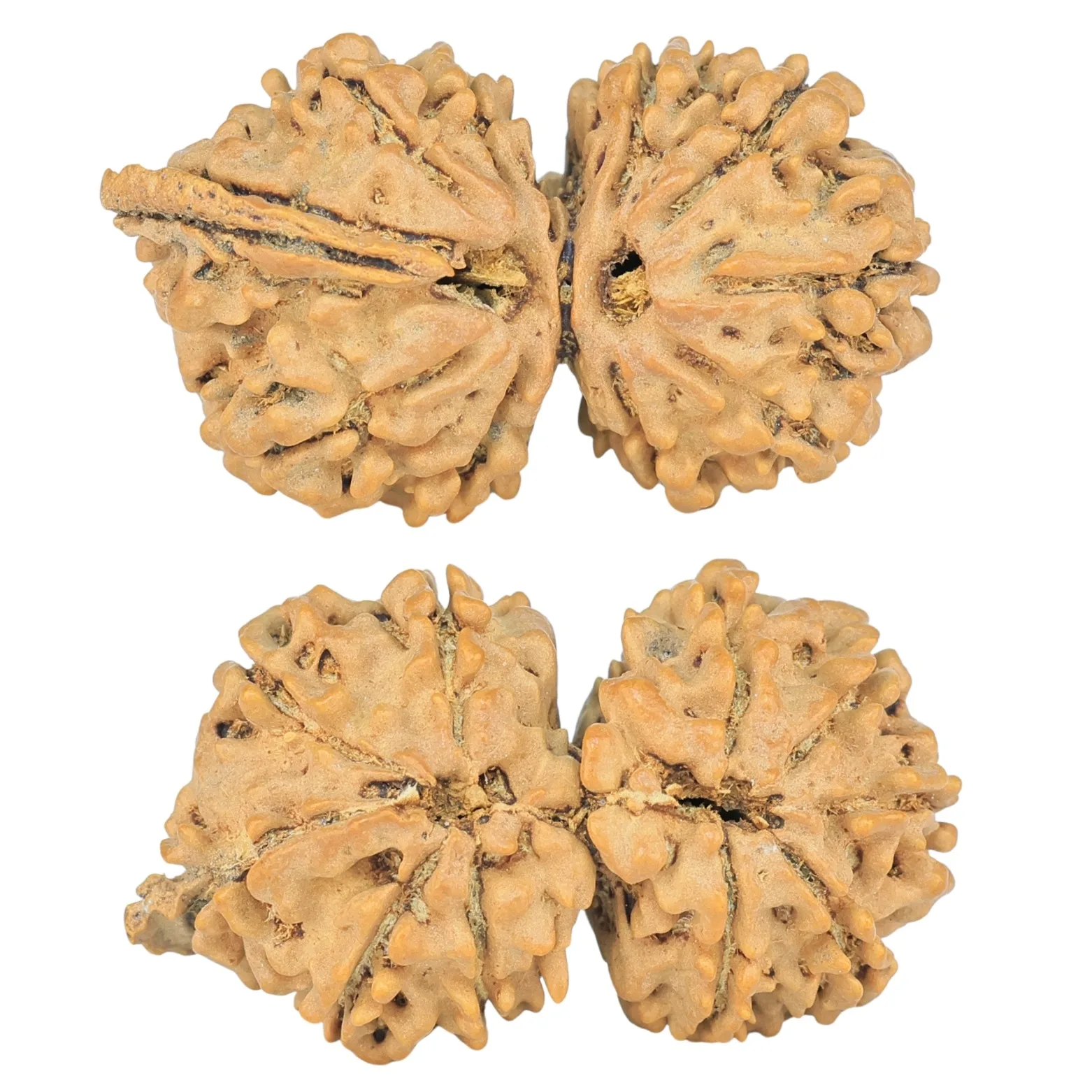 10 Mukhi G.S & Ganesh 30.5mm 3.08gm - Rudraksha