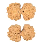 10 Mk Gaurishankar 40.4mm 8.99gm - Rudraksha