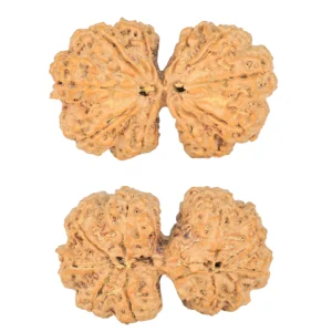 10 Mk Gaurishankar 40.4mm 8.99gm - Rudraksha