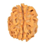 1 Mukhi Rudraksha 18.9mm 2.16gm - Rudraksha