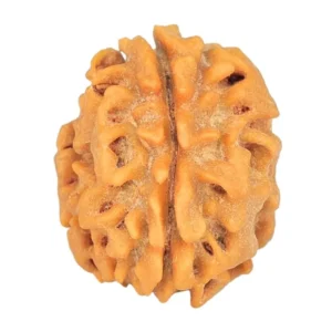 1 Mukhi Rudraksha 18.9mm 2.16gm - Rudraksha