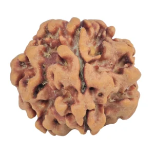 1MK(Underdeveloped) 22mm 3.33gm - Rudraksha