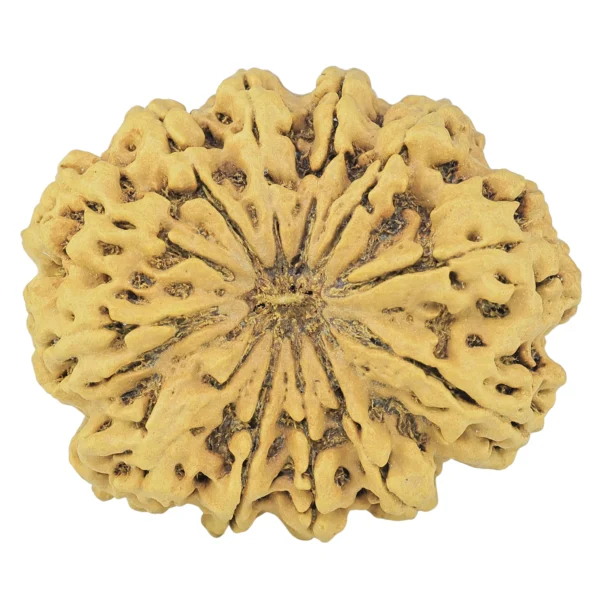 12 Mukhi Rudraksha 38.6mm 8.75gm - Rudraksha
