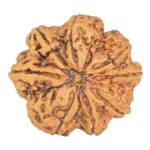 8 Mukhi Rudraksha 34mm 8.93gm - Rudraksha