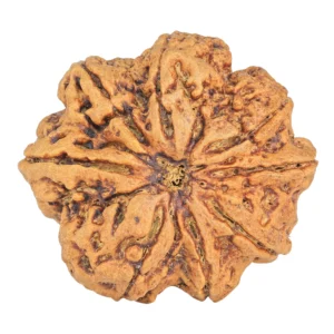 8 Mukhi Rudraksha 34mm 8.93gm - Rudraksha
