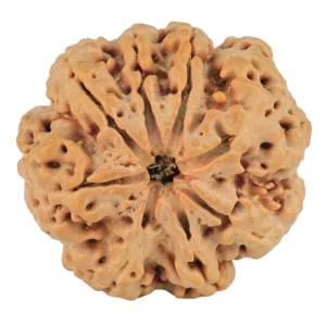 8 Mukhi Rudraksha 26.6mm 6.17gm - Rudraksha
