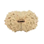 17 Mukhi Rudraksha 17.1mm 0.85gm - Rudraksha