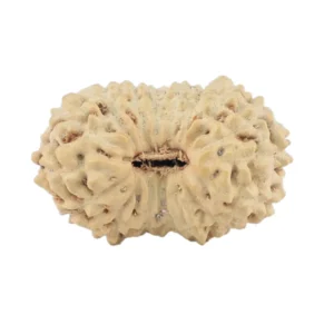 17 Mukhi Rudraksha 17.1mm 0.85gm - Rudraksha