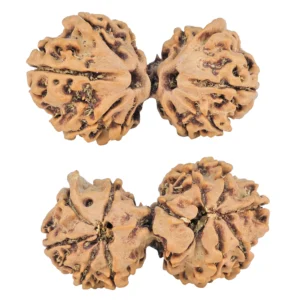 10 Mukhi G.S & Ganesh 33.4mm 4.45gm - Rudraksha