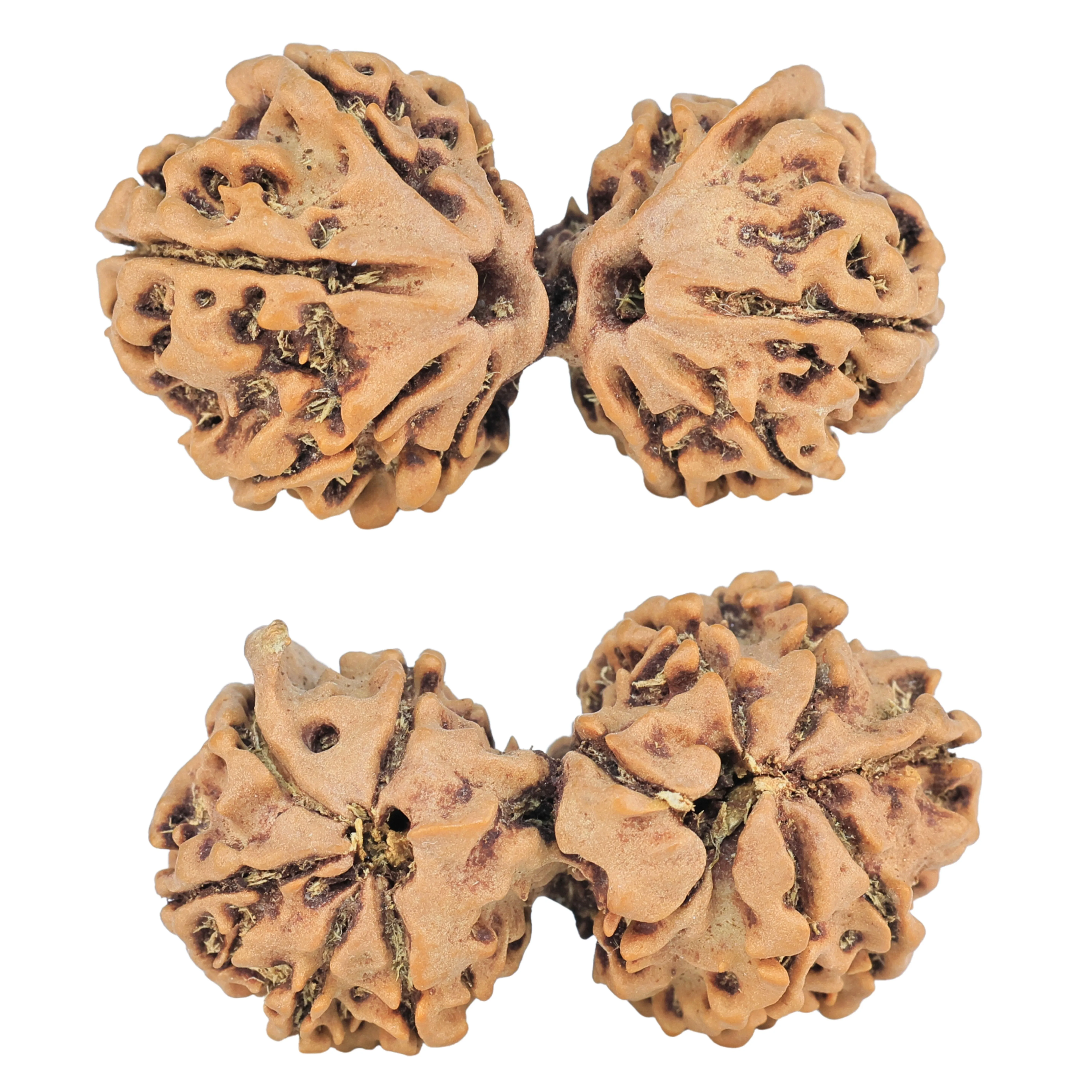 10 Mukhi G.S & Ganesh 33.4mm 4.45gm - Rudraksha