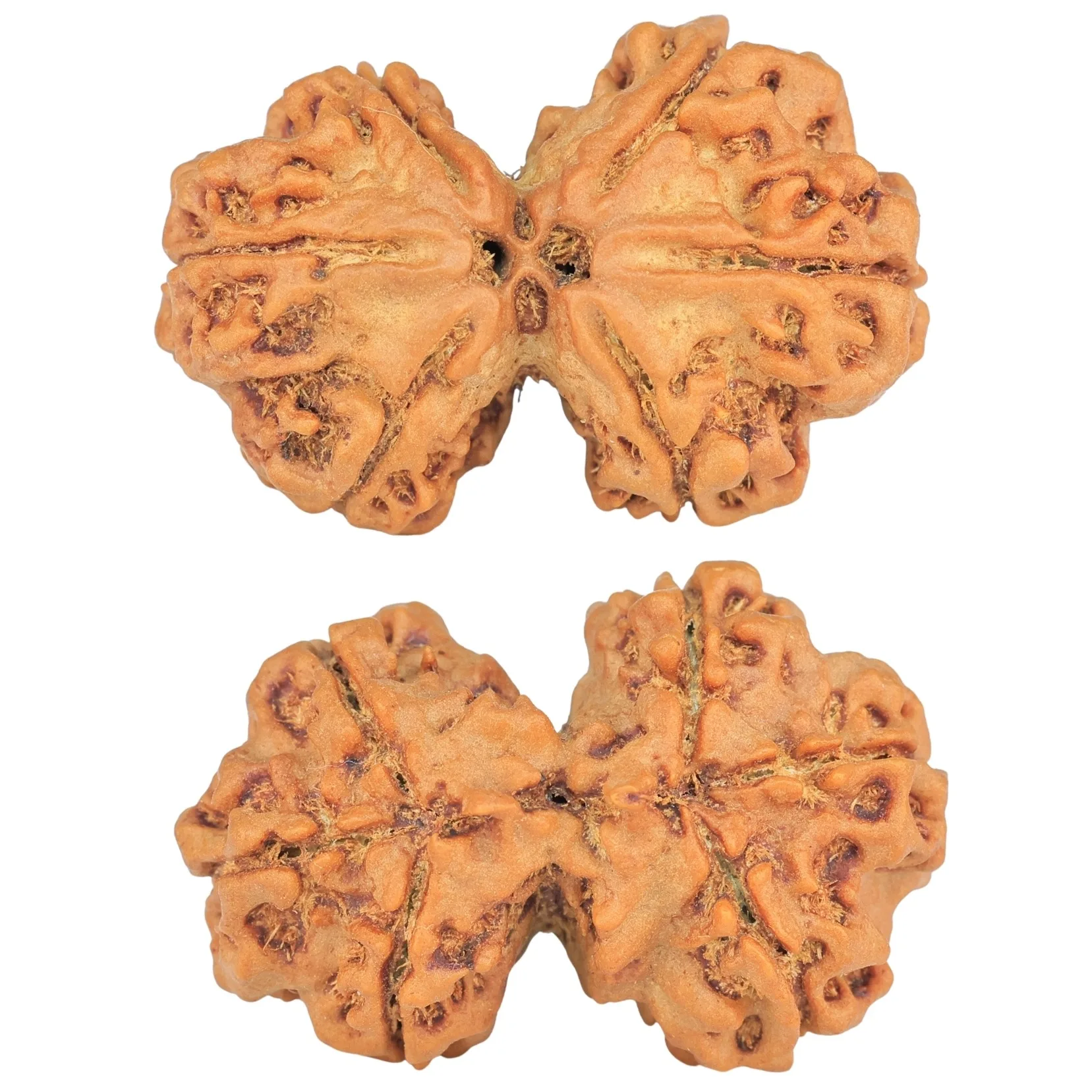 6 Mk Gaurishankar 30.8mm 5.1gm - Rudraksha