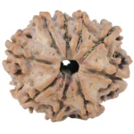 9 Mukhi Rudraksha 24.5mm 3.5gm - Rudraksha