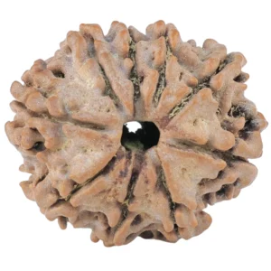 9 Mukhi Rudraksha 24.5mm 3.5gm - Rudraksha