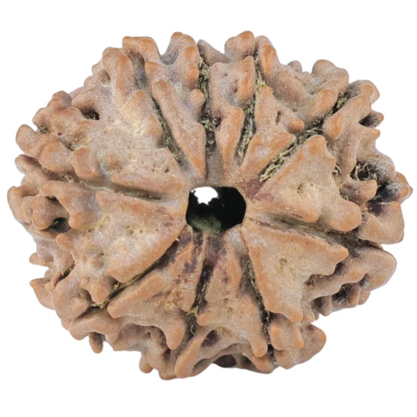 9 Mukhi Rudraksha 24.5mm 3.5gm - Rudraksha