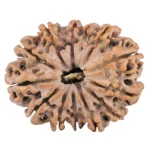 13 Mukhi Rudraksha 32.3mm 6.87gm - Rudraksha