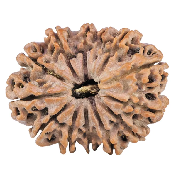 13 Mukhi Rudraksha 32.3mm 6.87gm - Rudraksha