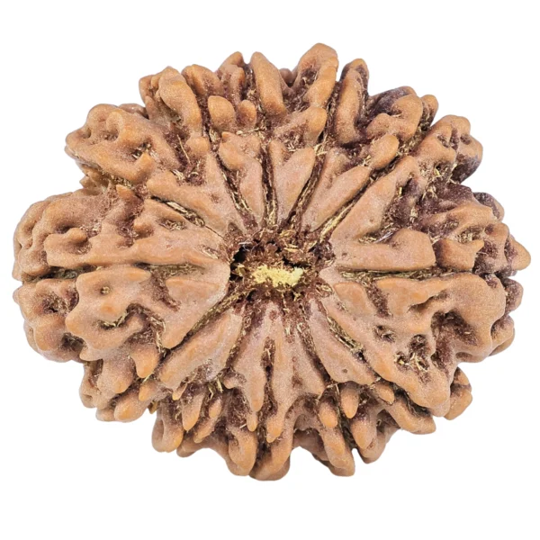 12 Mukhi Rudraksha 30.9mm 6.64gm - Rudraksha