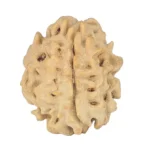 1 Mukhi Rudraksha 19.4mm 2gm - Origin: North India - Rudraksha