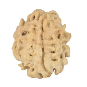 1 Mukhi Rudraksha 19.4mm 2gm - Origin: North India - Rudraksha