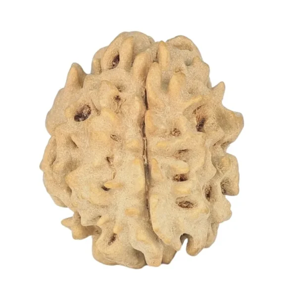 1 Mukhi Rudraksha 19.4mm 2gm - Origin: North India - Rudraksha