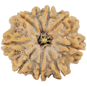 9 Mukhi Rudraksha 28.6mm 6.73gm - Rudraksha