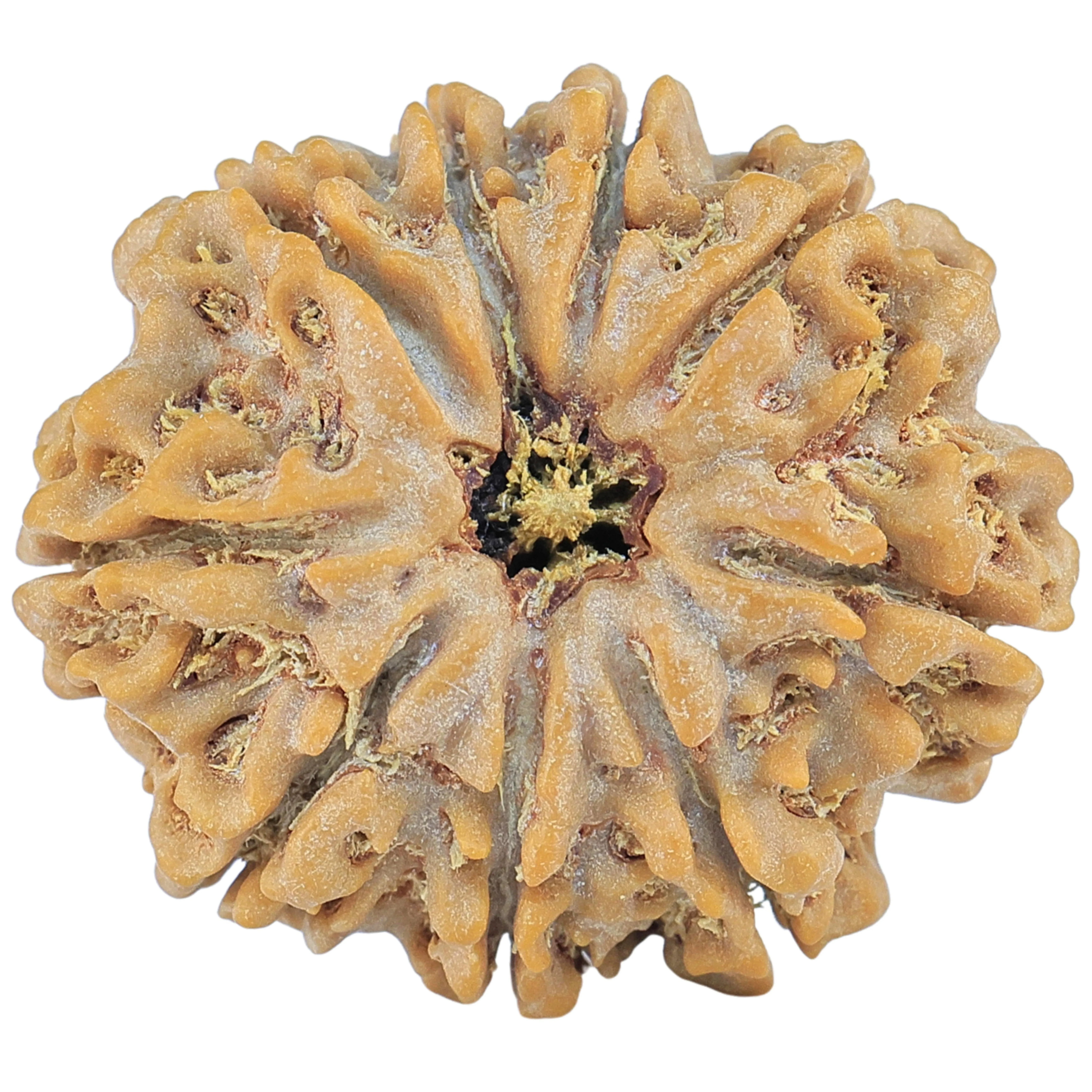 9 Mukhi Rudraksha 28.6mm 6.73gm - Rudraksha