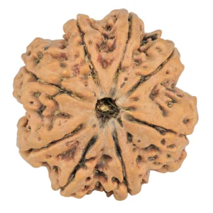 8 Mukhi Rudraksha 29.7mm 7.23gm - Rudraksha