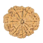 8 Mukhi Rudraksha 32.5mm 8.44gm - Rudraksha