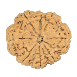8 Mukhi Rudraksha 32.5mm 8.44gm - Rudraksha