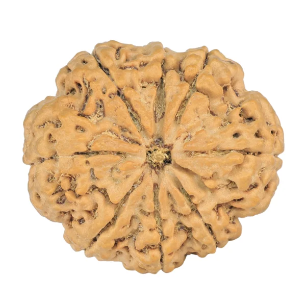 8 Mukhi Rudraksha 32.5mm 8.44gm - Rudraksha
