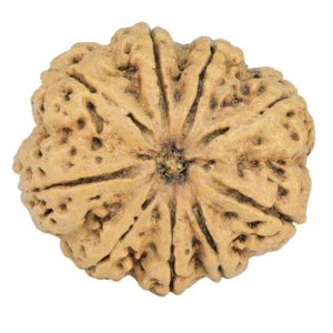 9 Mukhi Rudraksha 31.3mm 6.43gm - Rudraksha