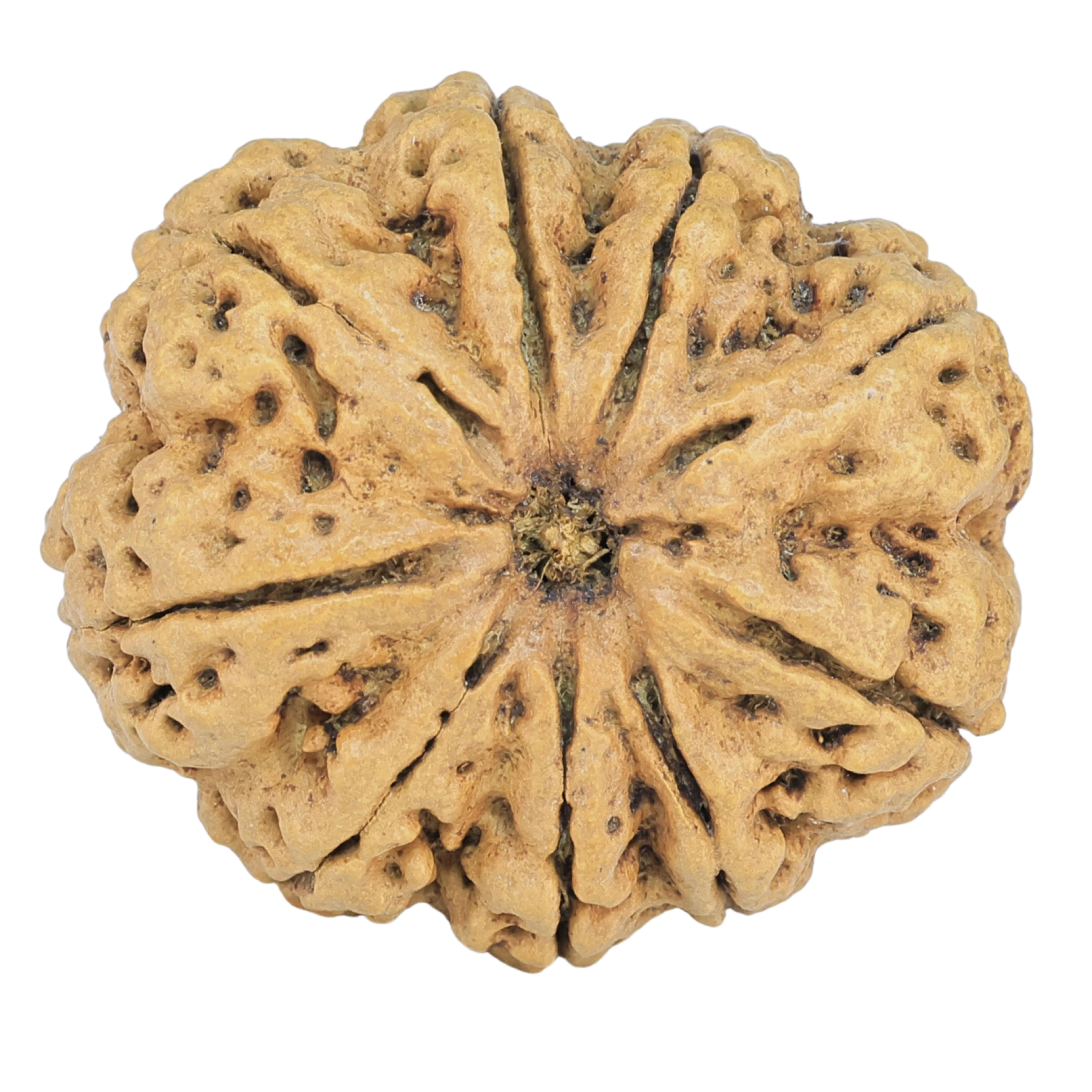 9 Mukhi Rudraksha 31.3mm 6.43gm - Rudraksha