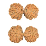13 MK Gaurishankar 38.3mm 7.11gm - Rudraksha
