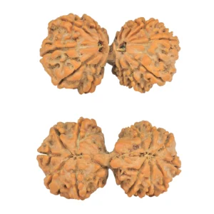 13 MK Gaurishankar 38.3mm 7.11gm - Rudraksha