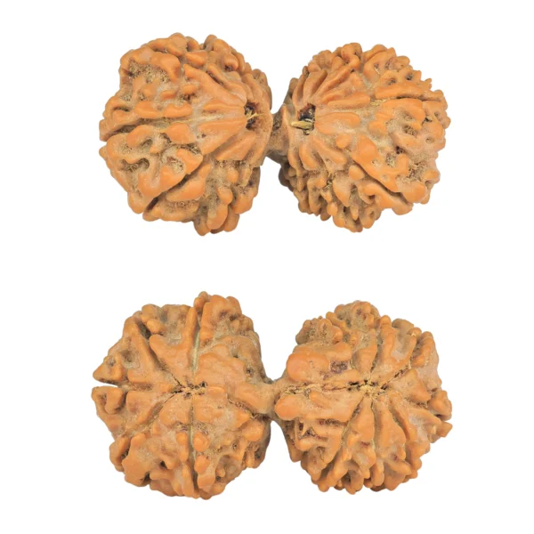 13 MK Gaurishankar 38.3mm 7.11gm - Rudraksha