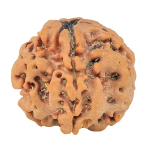 1MK(Underdeveloped) 22.2mm 3.6gm - Rudraksha