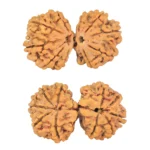 10 Mk Gaurishankar 37.1mm 7.33gm - Rudraksha