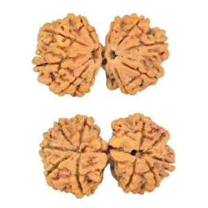10 Mk Gaurishankar 37.1mm 7.33gm - Rudraksha