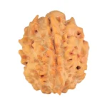 1 Mukhi Rudraksha 21mm 2.49gm - Rudraksha